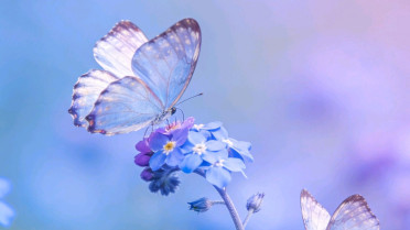 “世间万般皆过客,唯有相思不可医”，小学生晨读美文100篇