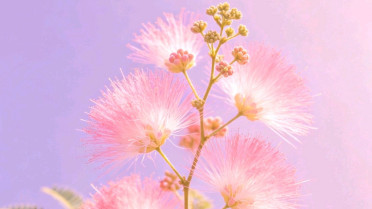 最短好句10个字,杨绛说“花有花期,人有时运”